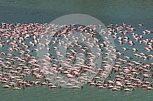 feeding flamingo pack
