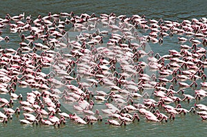 Feeding flamingo pack