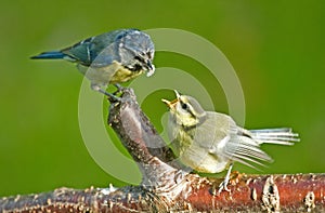 Feeding a fledgling Blue tit. photo