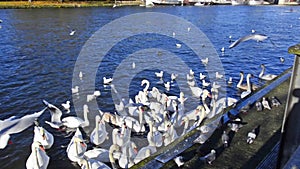 Feeding flock of birds in a pond