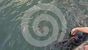 Feeding a flock of catfish in the park`s pond. Many catfish beg for food while swimming near the surface of the water