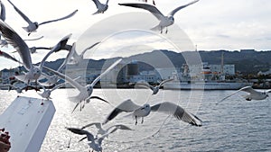 Feeding flock of gulls from a sightseeing ship in Shimizu port, Japan