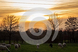 Feeding flock of sheep on the pasture at dusk