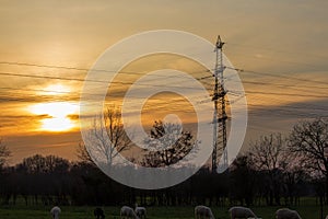 Feeding flock of sheep on the pasture at dusk