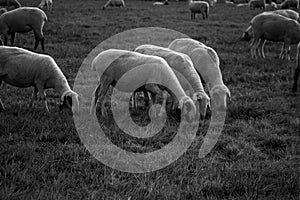 Feeding flock of sheep on the pasture at dusk