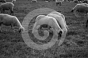 Feeding flock of sheep on the pasture at dusk