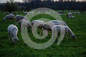 Feeding flock of sheep on the pasture at dusk