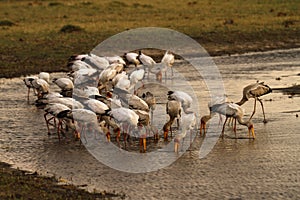 Feeding Flock of Spoonbills