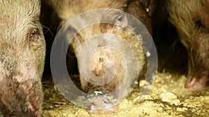 Feeding food eating pigs sow and of domestic pig Sus scrofa domesticus swine, hog in a cote straw profile pink and black