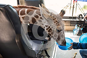 Feeding food to giraffe in bus