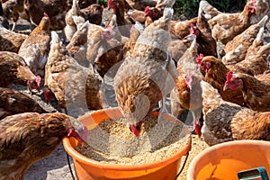 Feeding the free-roaming hens at the farm. All the hens rush towards the buckets with the food and one has managed to be the first