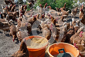 Feeding the free-roaming hens on the farm. The hens pick the freshly scattered food.