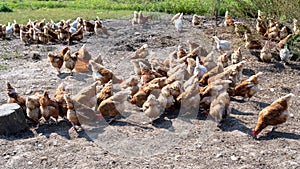 Feeding the free-roaming hens on the farm. The hens pick the freshly scattered food.