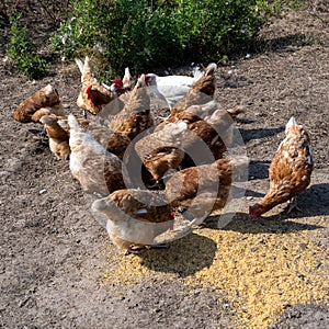 Feeding the free-roaming hens on the farm. The hens pick the freshly scattered food.