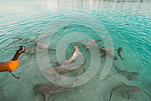 Feeding frenzy of blacktip reef sharks in the Maldives, as a male hand uses an action camera to film the sharks