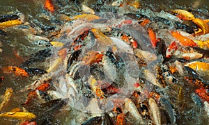 feeding frenzy of colorful koi eating on the surface of a lake