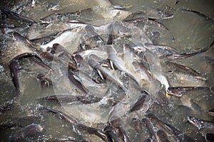 Feeding Frenzy of Fish