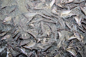 Feeding Frenzy of Fish