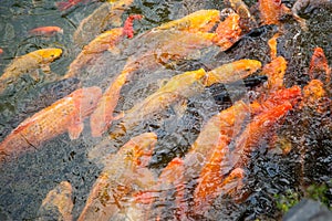 Feeding frenzy at a koi pond