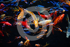 Feeding frenzy of ornamental koi fish in a pond