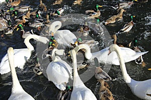 Feeding frenzy- Salisbury