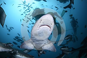 Feeding Frenzy of Schools of Banded Hound Shark in Blue Waters of Japan