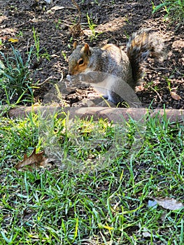 Feeding frenzy for Squirrel in green park
