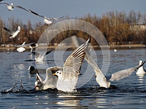 feeding frenzy of water birds on a lake