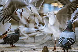 Feeding frenzy of wild birds.