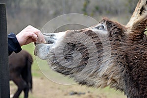 Feeding a furry donkey in Slovakia