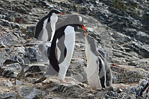 Feeding Gentoo Penguins