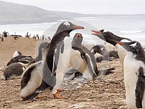 Feeding Gentoo puppies, Pygoscelis papua, Sounder Island, Falkland Islands-Malvinas