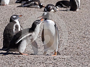 Feeding Gentoo puppies, Pygoscelis papua, Sounders Island, Falkland Islands-Malvinas