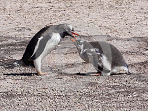 Feeding Gentoo puppies, Pygoscelis papua, Sounders Island, Falkland Islands-Malvinas