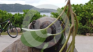 Feeding giant tortoise