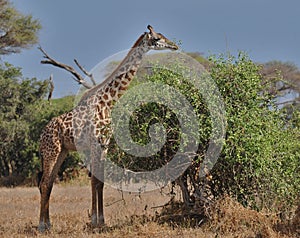 Feeding giraffe (Amboseli NP, Kenya) photo