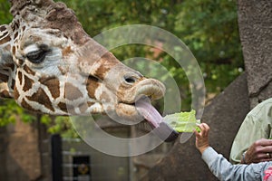 Feeding the Giraffe