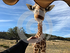 Feeding a Giraffe on Safari