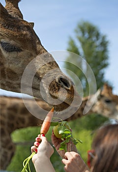 Feeding a giraffe in safari park