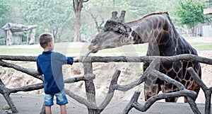 Feeding giraffe in zoo