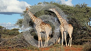 Feeding giraffes