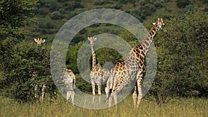 Feeding giraffes