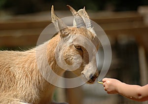 Feeding goat