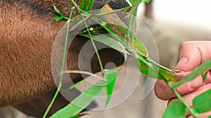 Feeding a goat with bamboo, close-up of a goat`s face with a snotty nose. a goat eats bamboo. sick animal virus