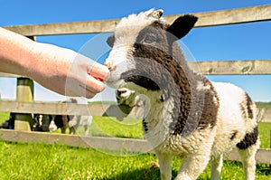 Feeding the goat kid at farm visitor centre