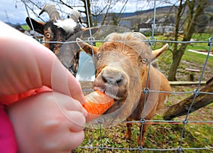 Feeding goats