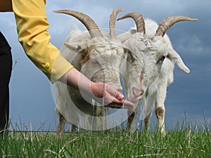 Feeding goats