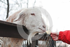 Feeding goats on the farm. Agritourism concept. Petting animals in the zoo