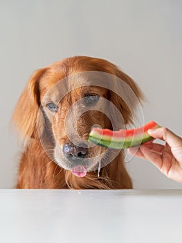 Feeding golden retriever dog with watermelon in hand