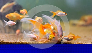 Feeding of Goldfish inside the aquarium